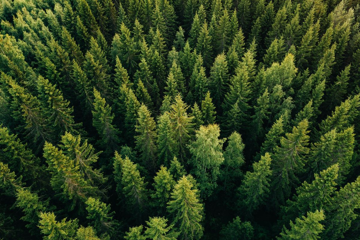 Alberi Verdi Foresta