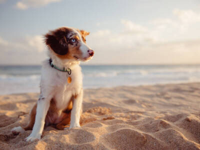 pastore australiano cane spiaggia