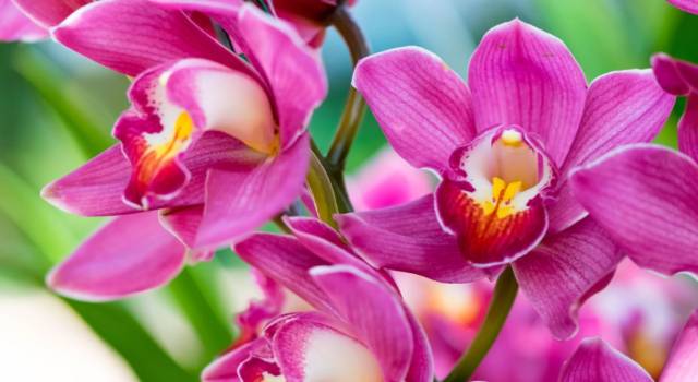 Ogni quanto tempo innaffiare orchidee