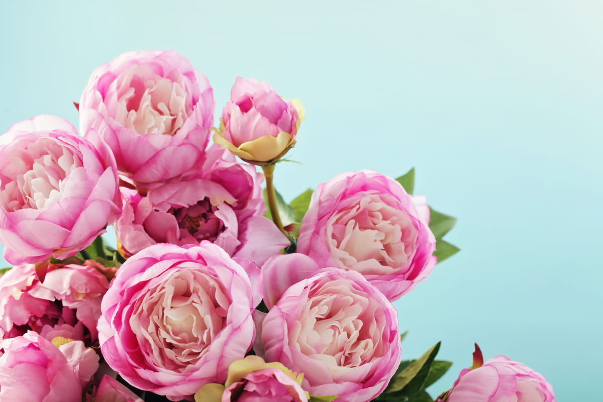 bouquet mazzo fiori rosa peonie