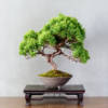 pianta bonsai