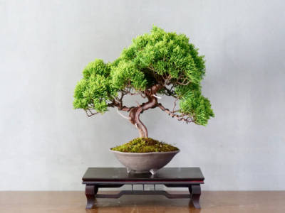 pianta bonsai