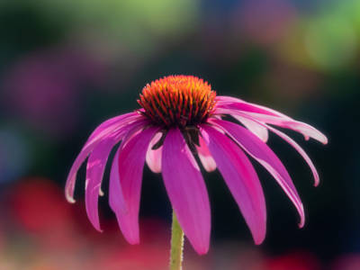 Come coltivare l’echinacea in casa