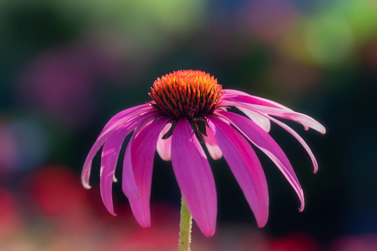 fiore echinacea