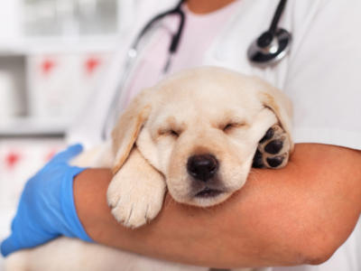 cucciolo cane veterinario