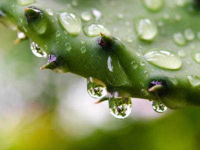 Come usare l’acqua di cactus