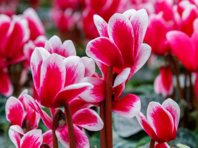 Quali fiori portare al cimitero in inverno