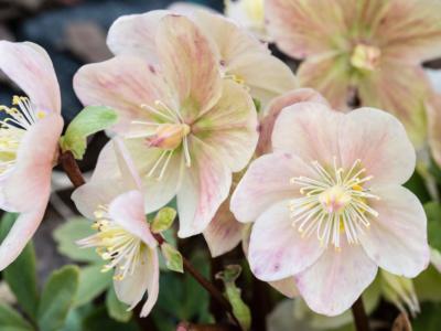 Come coltivare la rosa di Natale