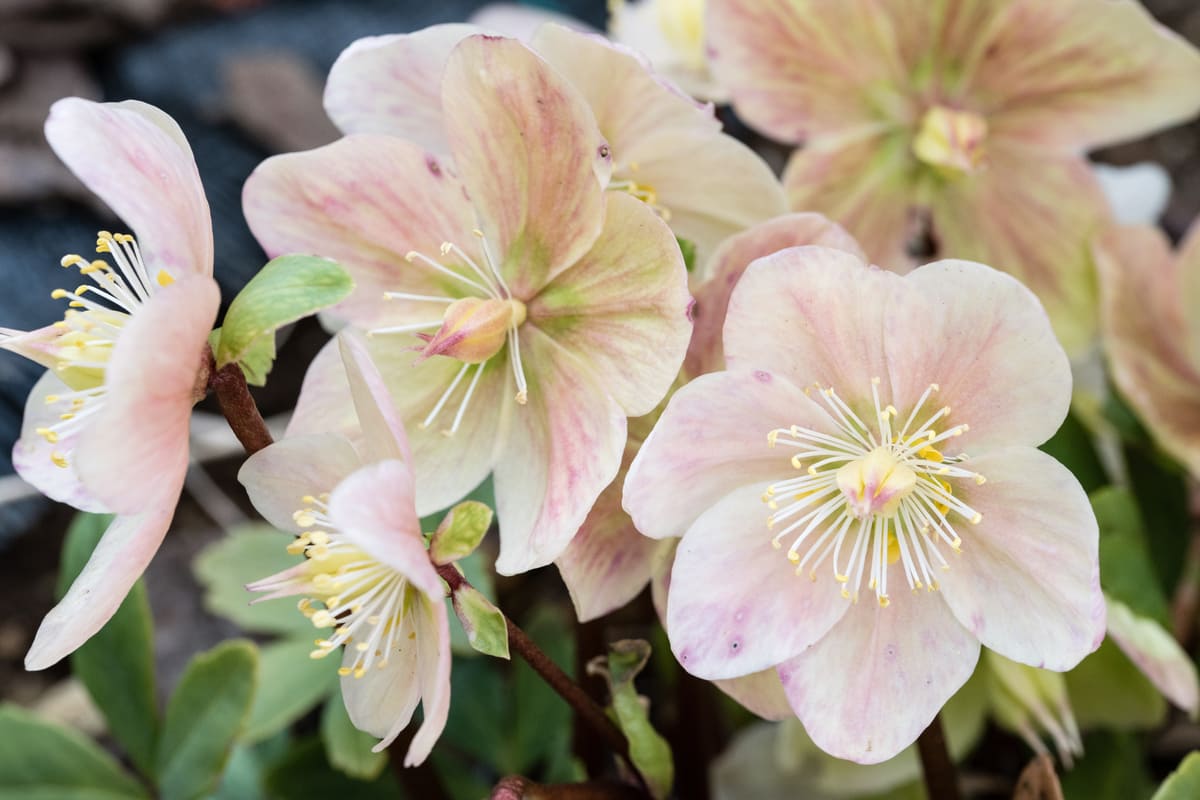 fiore rosa natale