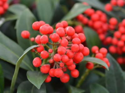 Come curare la skimmia