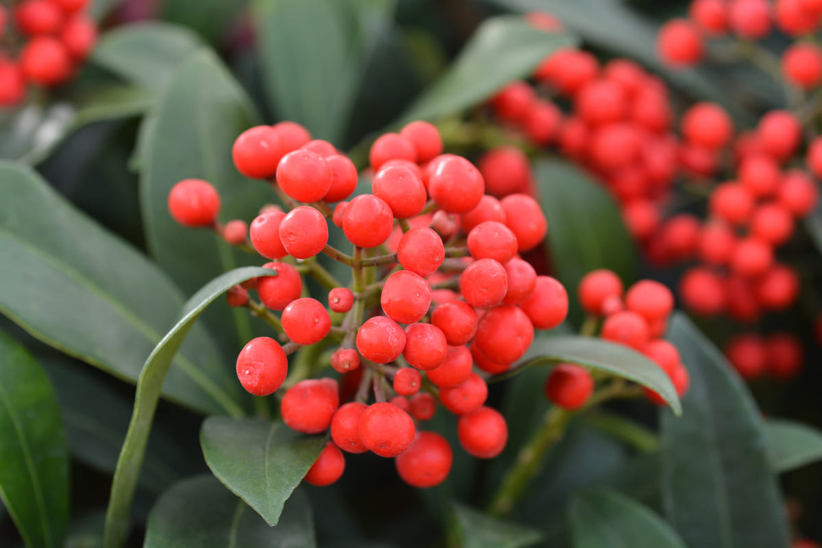 bacche skimmia