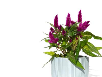 vaso pianta celosia