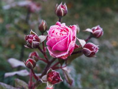 pianta rosa invernale fiori