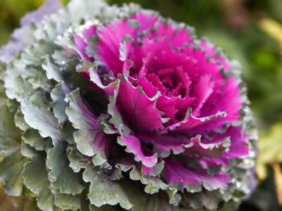 Come coltivare il cavolo ornamentale in balcone