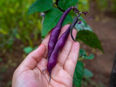 Come coltivare il fagiolo viola in casa