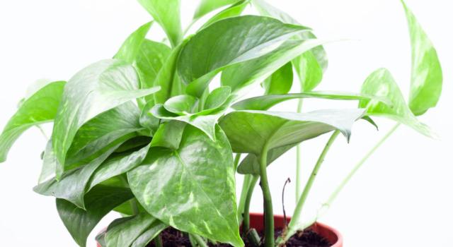 Come coltivare piante antismog in casa