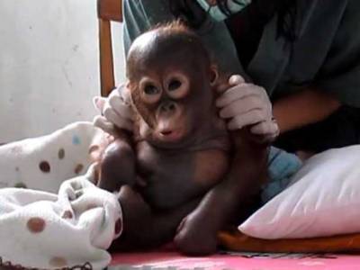 La nuova vita di Gito, il baby orango abbandonato quasi morto – VIDEO