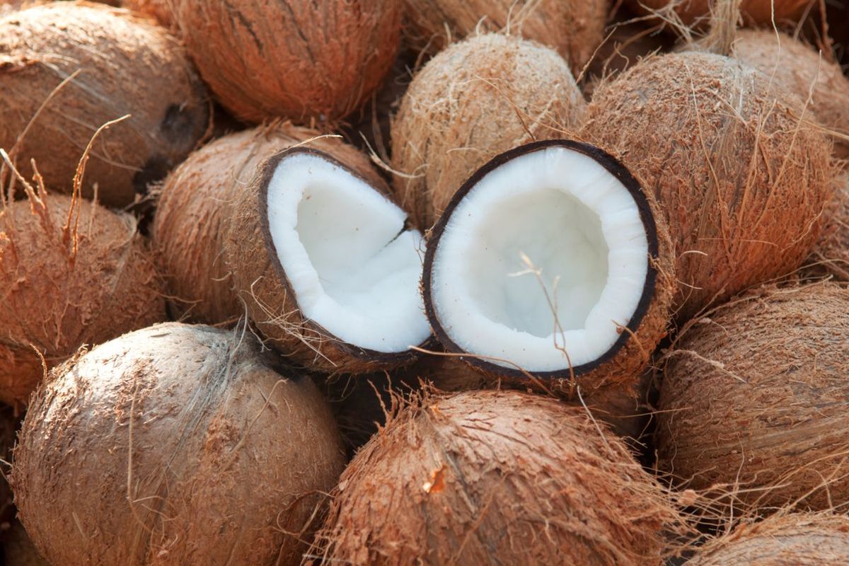 Cocco