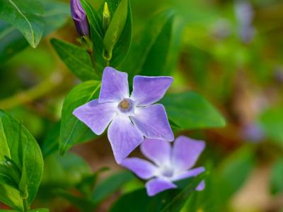 fiore lilla pervinca