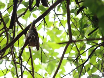 Pipistrello