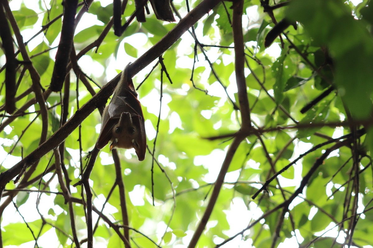 Pipistrello