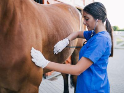 Veterinaria visita cavallo