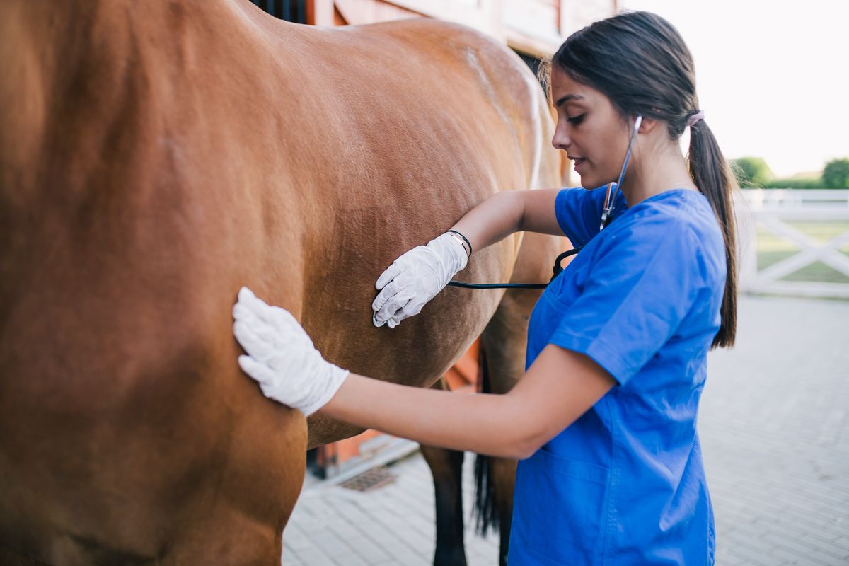 Veterinaria visita cavallo