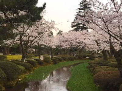 Hanami in Giappone, l’esplosione dei ciliegi a Kanazawa – VIDEO