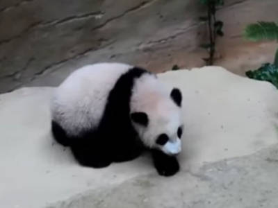 Lo zoo della Malaysia battezza il cucciolo di panda: è Nuan Nuan – VIDEO