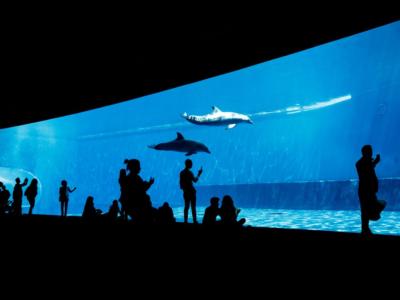 delfini acquario di genova