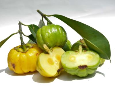 Garcinia cambogia