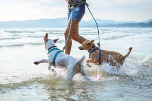 Cani Spiaggia