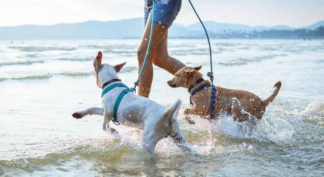 Le spiagge per cani in Sardegna