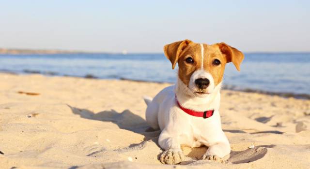 Le spiagge per cani in Puglia