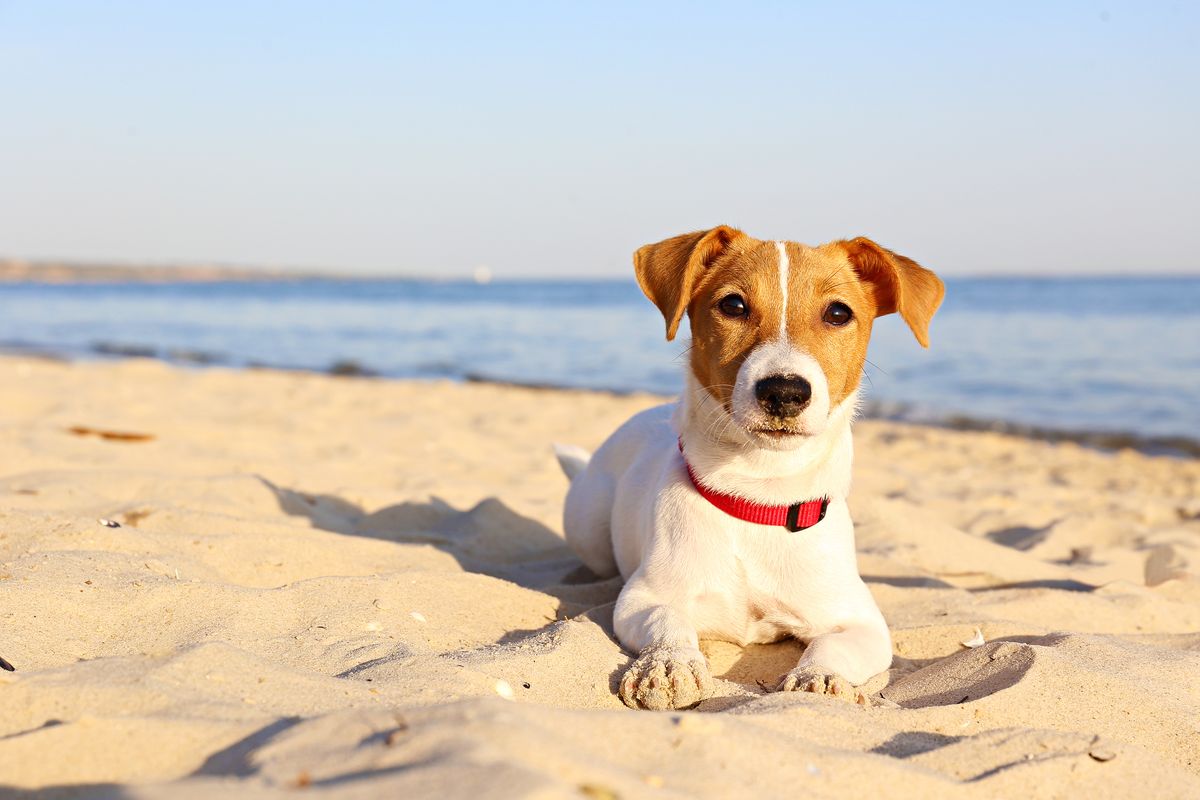 Cane spiaggia