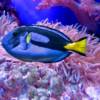 Pesce colorato Dory