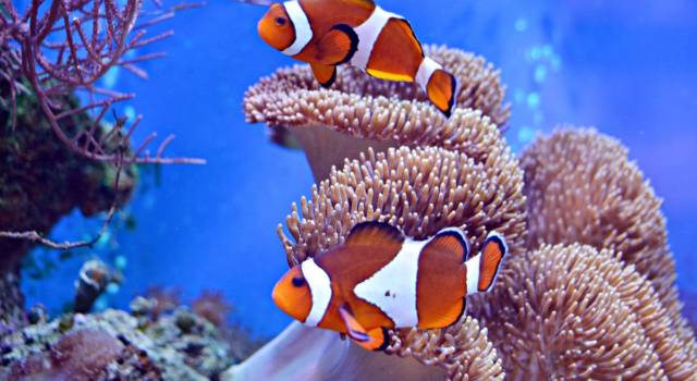 Alla ricerca di Dory: che pesce è Nemo