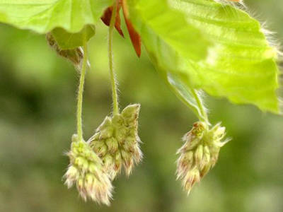 Arginare la rabbia: prova il fiore di bach Beech