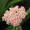 Fiore Achillea