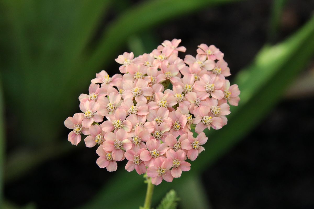 Fiore Achillea