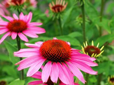 Fiore Echinacea