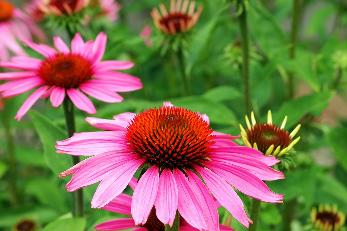 Fiore Echinacea