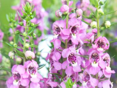 Pianta Fiore Angelonia