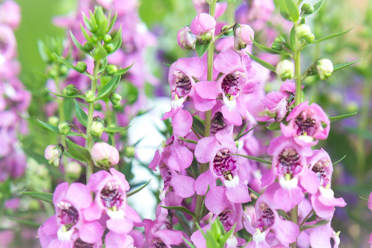 Pianta Fiore Angelonia