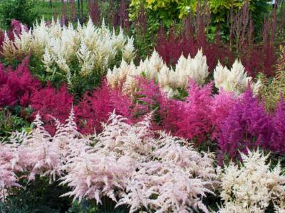 Pianta Astilbe Chinensis