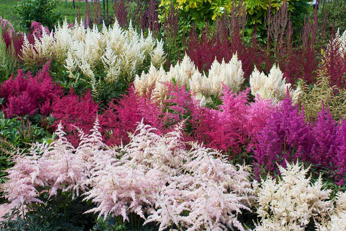 Pianta Astilbe Chinensis