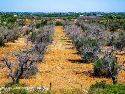 Xylella Malattia Piante