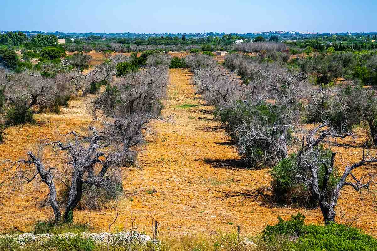 Xylella Malattia Piante