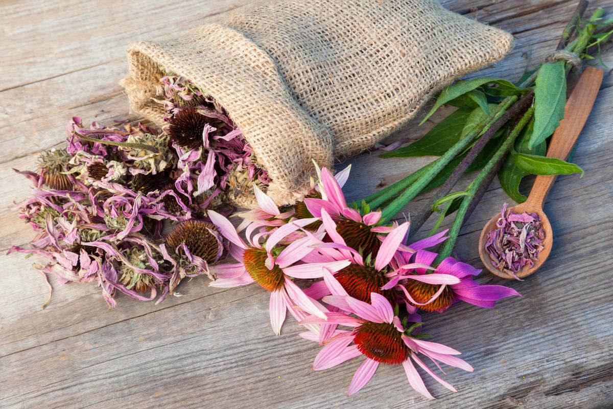 Fiori echinacea