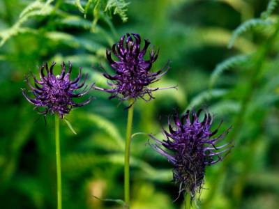 Artiglio del Diavolo Fiore Pianta